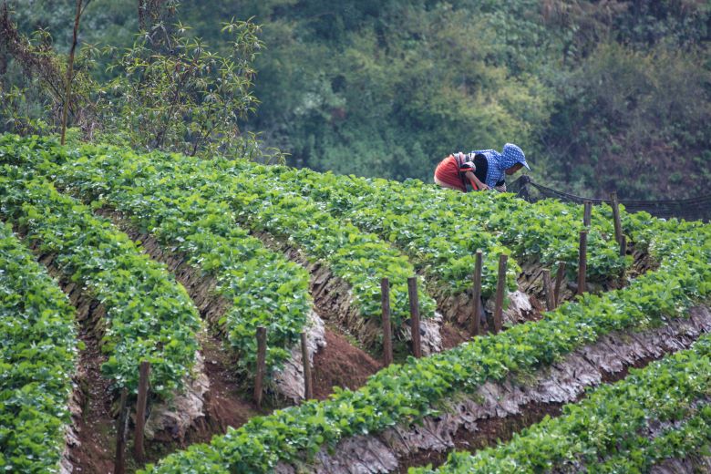 Woman from a manpower Agribusiness industry spraying pesticides in a strawberry farm